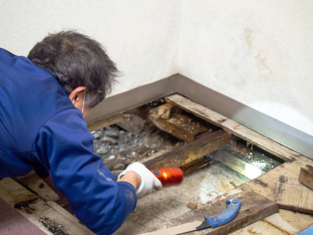 Best Mold Damage Repair  in Temple Terrace, FL