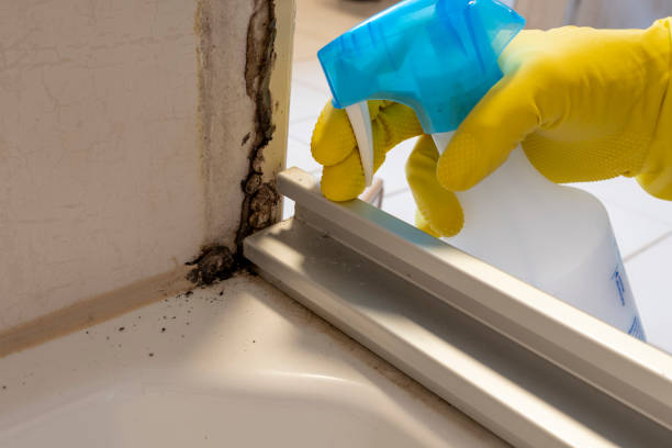 Best Black Mold Removal  in Temple Terrace, FL