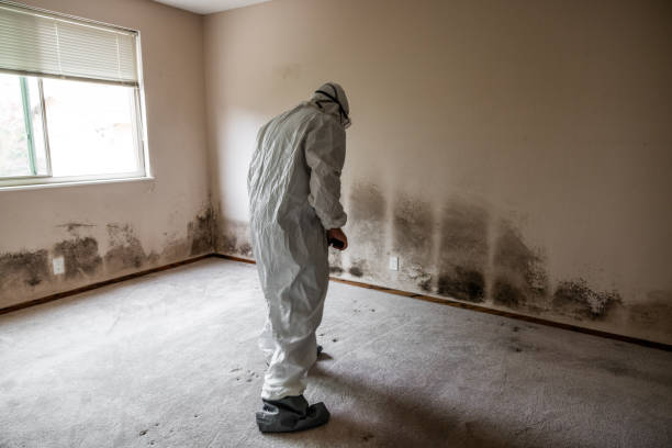 Best Professional Mold Removal  in Temple Terrace, FL
