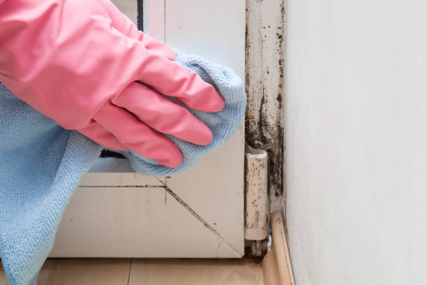 Crawl Space Mold Removal in Temple Terrace, FL