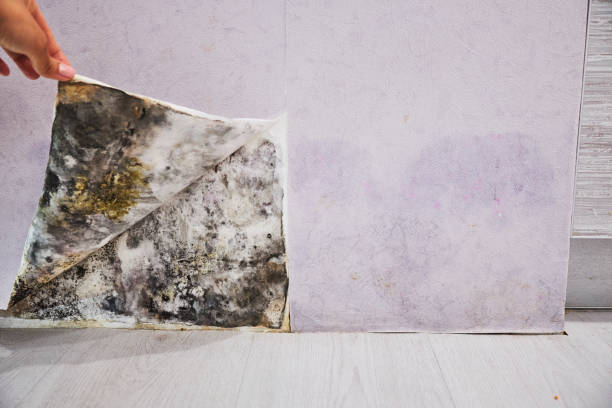 Best Office Mold Removal Services  in Temple Terrace, FL